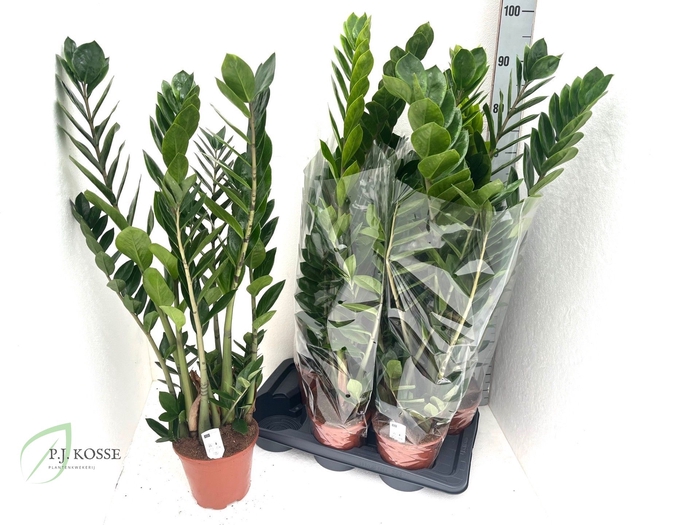 <h4>ZAMIO ZAMIIFOLIA</h4>