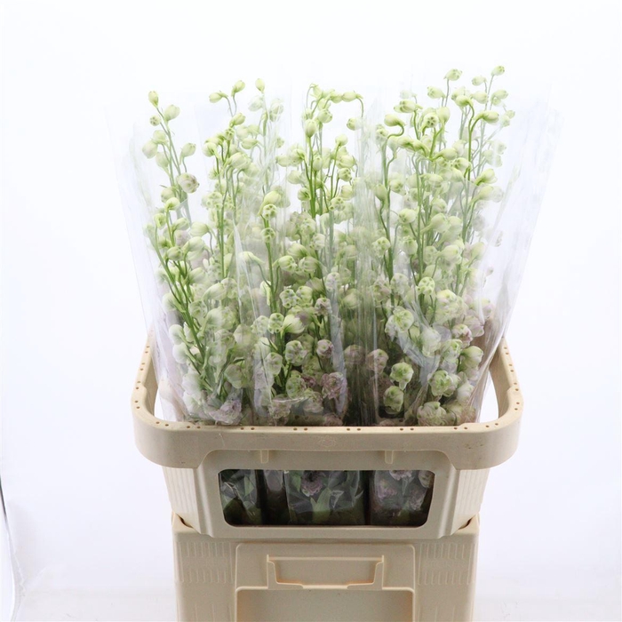 <h4>Delphinium Lady</h4>