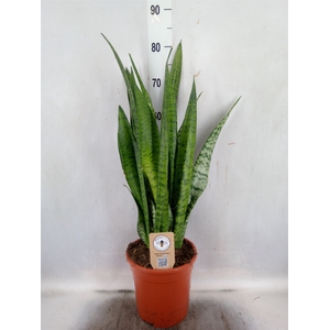 Sansevieria zeylanica