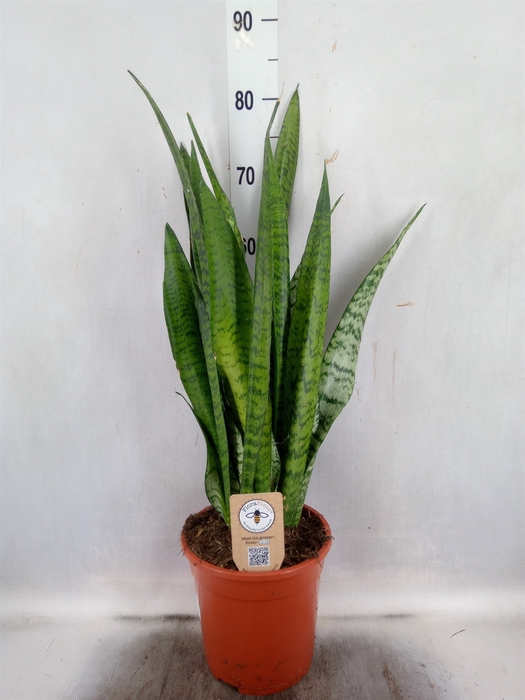 <h4>Sansevieria zeylanica</h4>