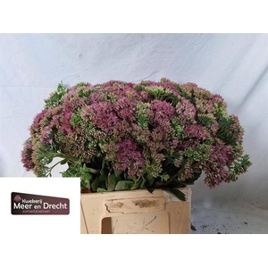 SEDUM SP CARL 43 CM