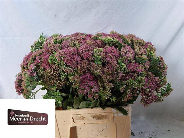 <h4>SEDUM SP CARL 43 CM</h4>