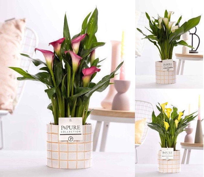 <h4>Zantedeschia mix in P&PURE Tirza ceramics</h4>