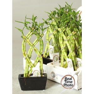 DRA LUCKY BAMBOO