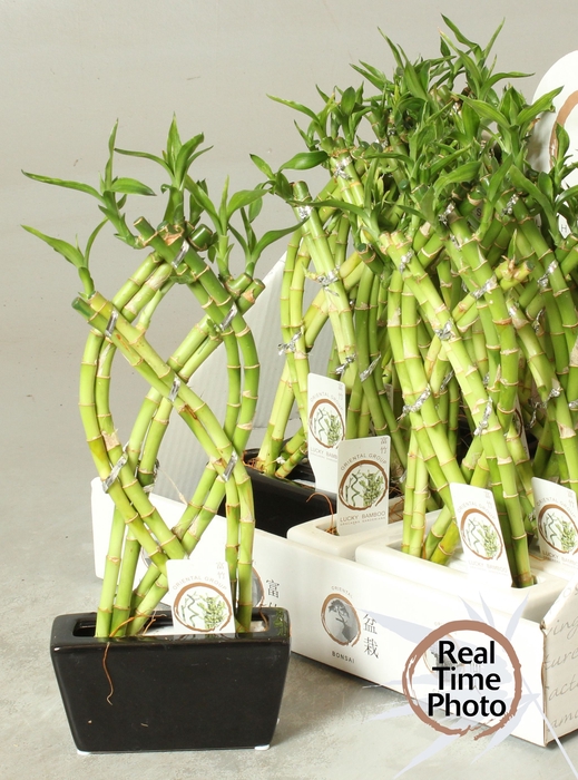 DRA LUCKY BAMBOO