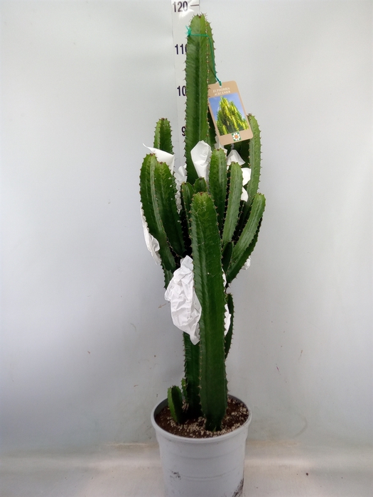 <h4>Euphorbia trigona</h4>