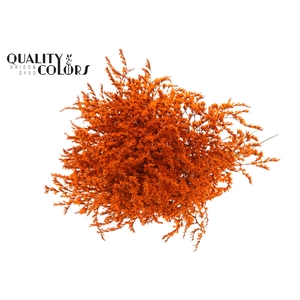 Limonium Tataricum per bunch Orange