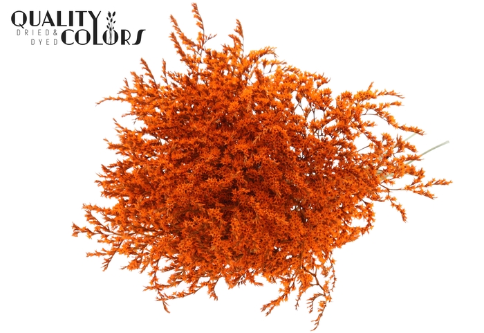 <h4>Limonium Tataricum per bunch Orange</h4>