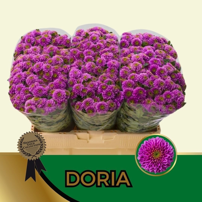 <h4>CHR S AAA DORIA</h4>