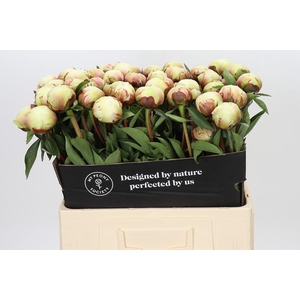Paeonia Dr F.G. Brethour