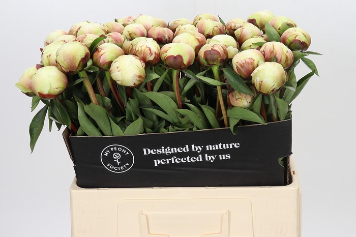 <h4>Paeonia Dr F.G. Brethour</h4>