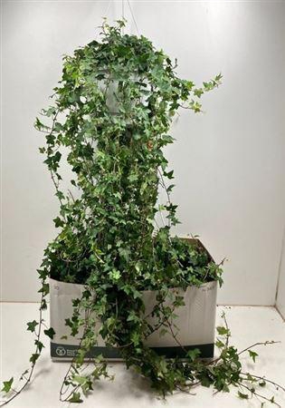 <h4>Hed He Pittsburgh</h4>