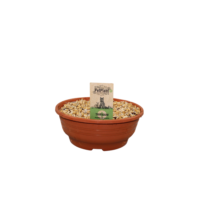 <h4>Triticum kattengras schaaltje de luxe</h4>