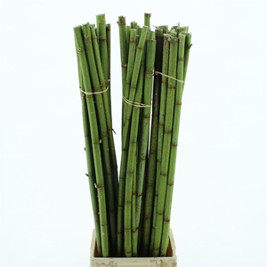 Persicaria 120cm