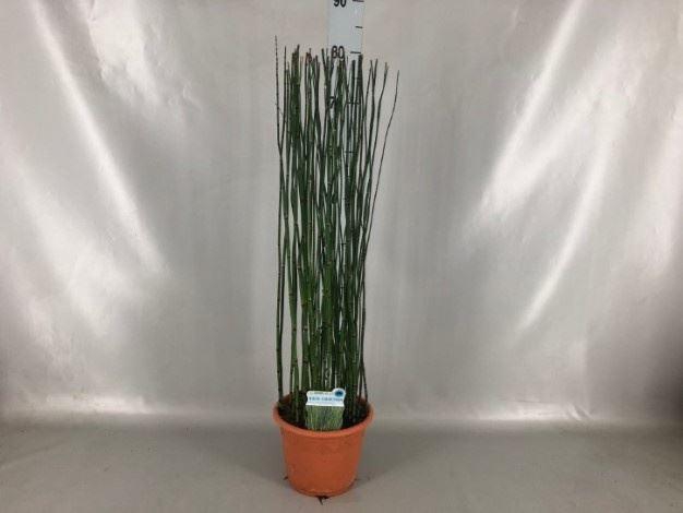 <h4>Equisetum hyemale</h4>