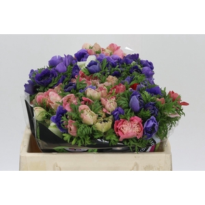 Anemone Levante Rainbow Mix