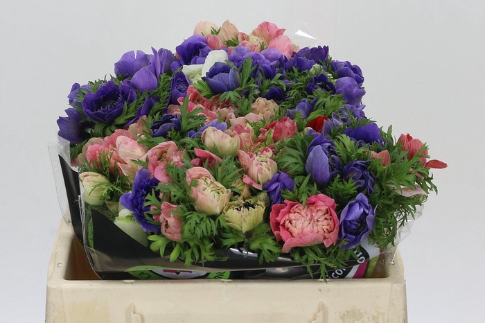 <h4>Anemone Levante Rainbow Mix</h4>