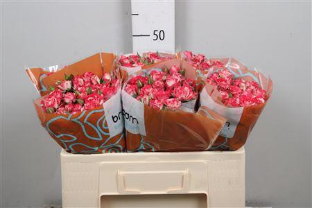 <h4>R Tr Fireworks</h4>