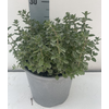 Origanum vulgare 'Compactum'