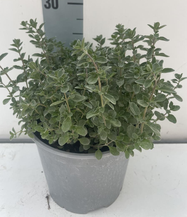 Origanum vulgare 'Compactum'