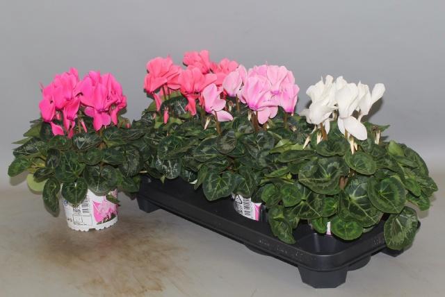 <h4>CYCL GR SUP XL</h4>