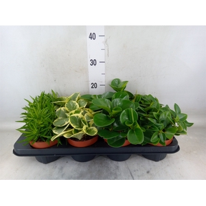 Peperomia   ...mix
