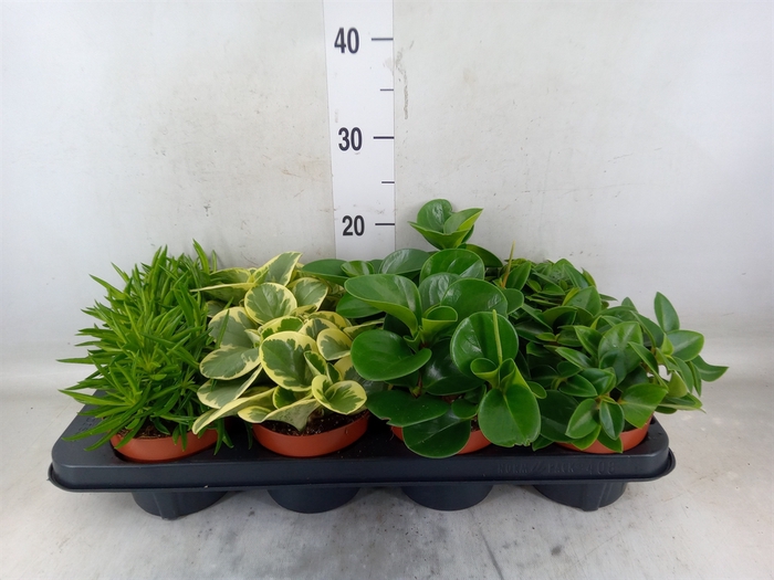 <h4>Peperomia   ...mix</h4>