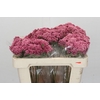 Ozothamnus Booming Pink