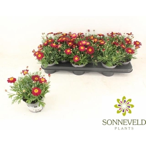 ARG LA RITA PURP RED