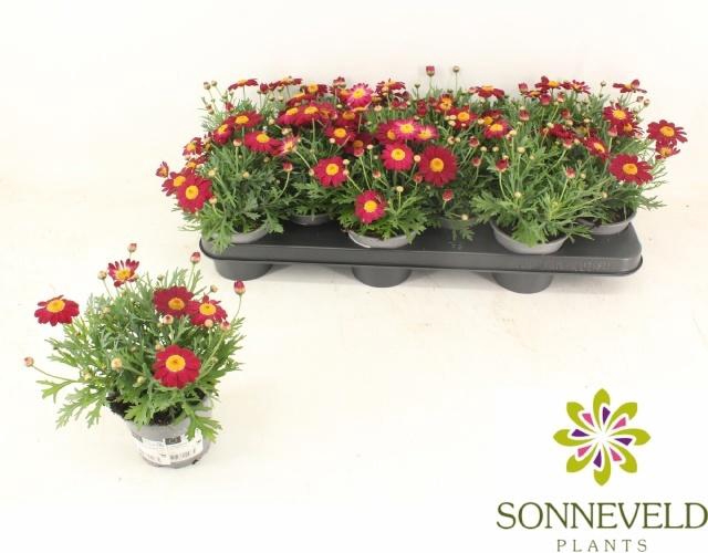 <h4>ARG LA RITA PURP RED</h4>