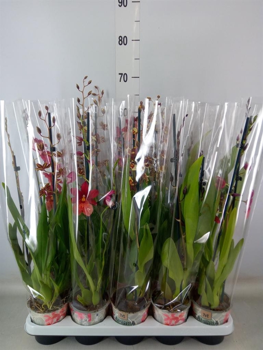 <h4>Cambria   ...mix</h4>