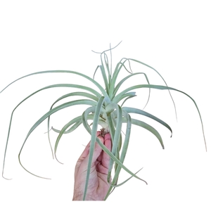 tillandsia straminea XL