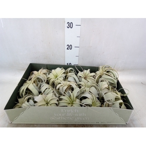 Tillandsia xerographica