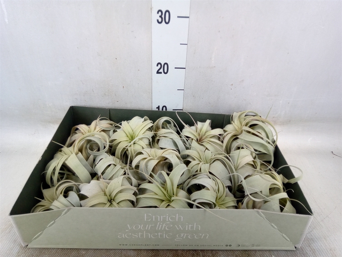 <h4>Tillandsia xerographica</h4>