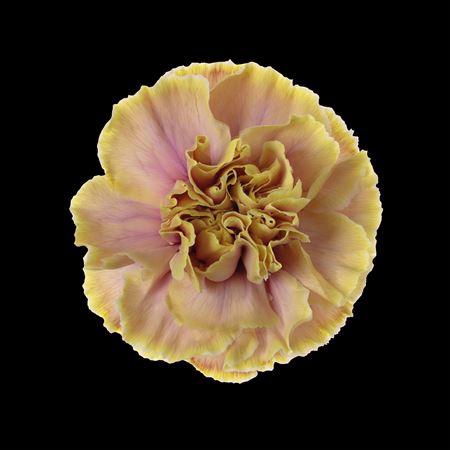 <h4>Dianthus St Purple Rain</h4>