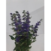 CARYOPTERIS PAGODA LAGOON 050 CM