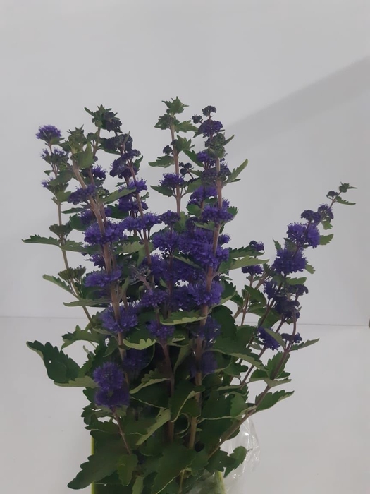 CARYOPTERIS PAGODA LAGOON 050 CM