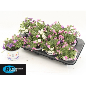CALIB TR PETTICOAT