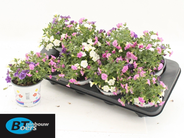 <h4>CALIB TR PETTICOAT</h4>