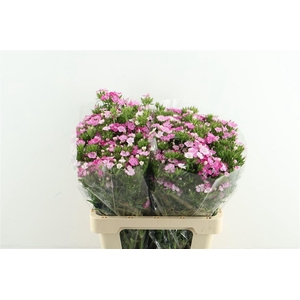 Di Barb Neon Rose