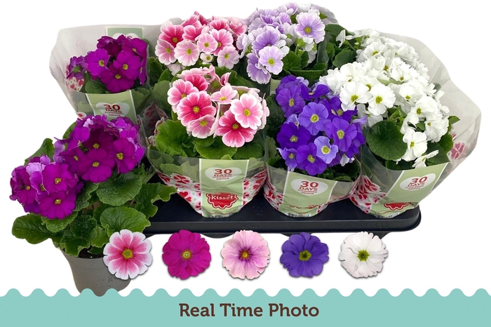 <h4>PRIM OB TM GEM</h4>