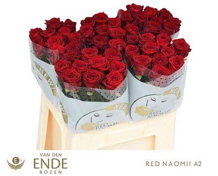 <h4>R GR RED NAOMI!</h4>