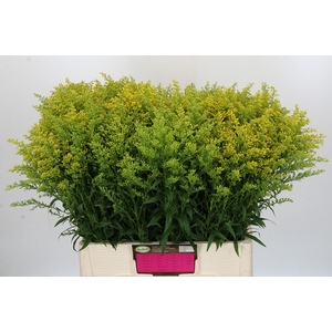 Solidago Tara Gold