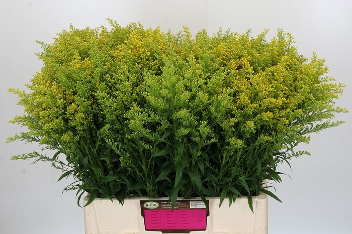 <h4>Solidago Tara Gold</h4>