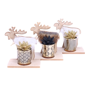 Echeveria geverfd in luxe goud en zwart design glas op houten rendier