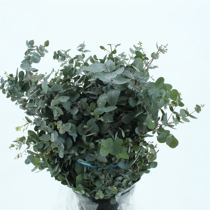<h4>Euca Cinerea Long 200grams Albenga</h4>