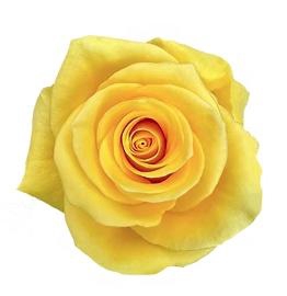 <h4>R GR MOMENTUM+</h4>