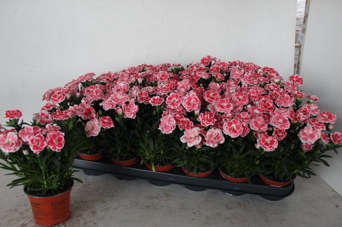 <h4>DIAN OSC WHITE RED</h4>