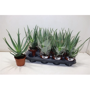 Aloe Arborescens
