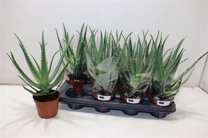 <h4>Aloe Arborescens</h4>